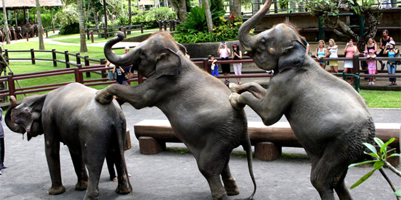 elephant_ride_taro_ubud